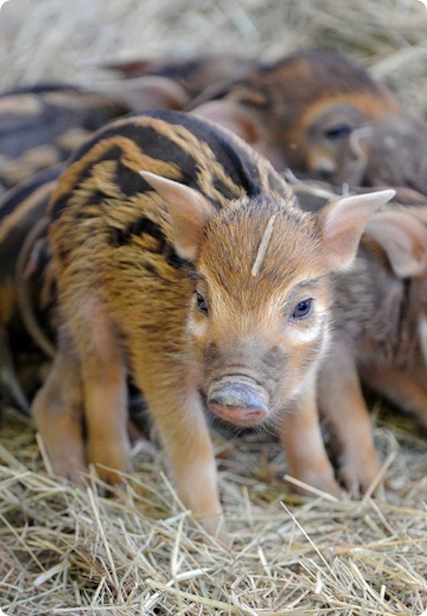 Детеныши кистеухой свиньи из зоопарка Майами