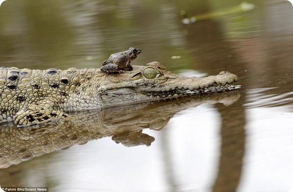Лягушка решила отдохнуть на морде крокодила