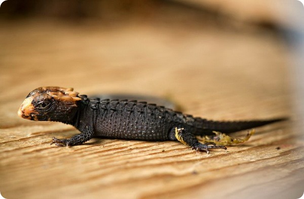 Маленький крокодиловый сцинк из зоопарка Форт-Уэйна