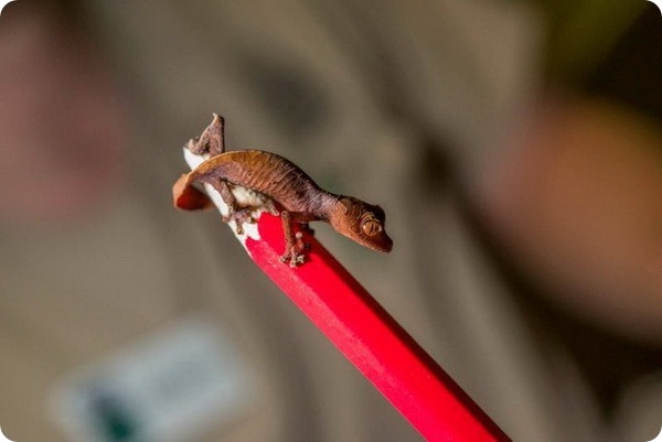 Детеныш листохвостого геккона из зоопарка Хьюстона