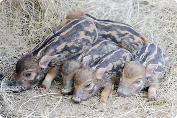 Детеныши кистеухой свиньи из зоопарка Майами
