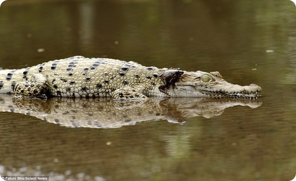 Лягушка решила отдохнуть на морде крокодила
