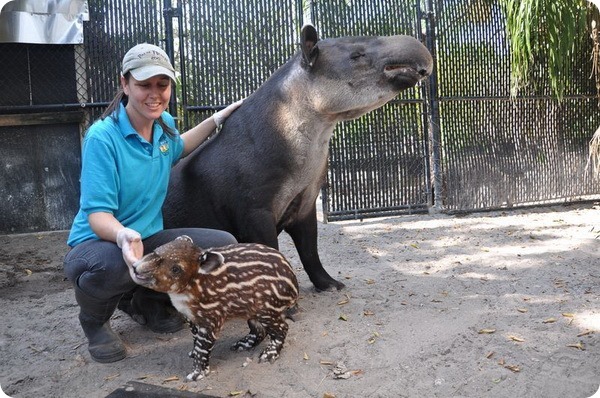 Зоопарк Палм-Бич представил детеныша тапира Бэрда