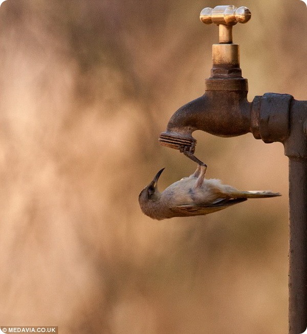 Австралийский медосос ловит каплю воды 
