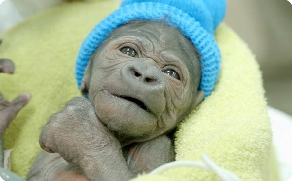В зоопарке Сан-Диего родился детеныш гориллы