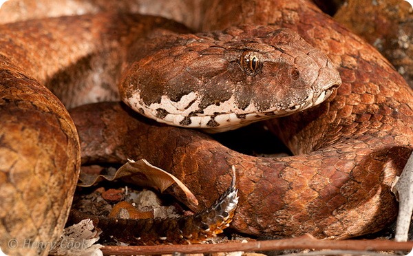 Гадюкообразная смертельная змея (лат. Acanthophis antarcticus)