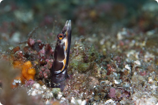Оранжевогорлые щучьи морские собачки (лат. Chaenopsis alepidota)