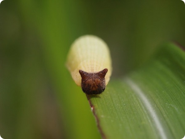 Китайская коричневая бархатница (лат. Mycalesis gotama)