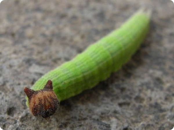 Китайская коричневая бархатница (лат. Mycalesis gotama)