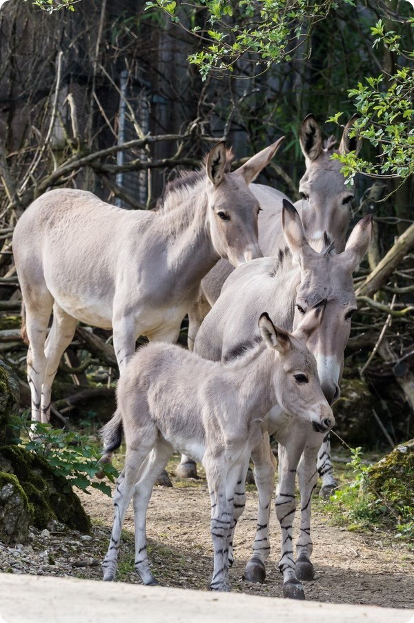 Зоопарк Базеля представил детеныша сомалийского осла
