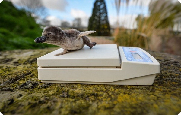В Англии представили новое поколение пингвинят