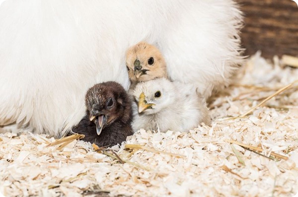 В зоопарке Базеля вылупились цыплята шелковой курицы