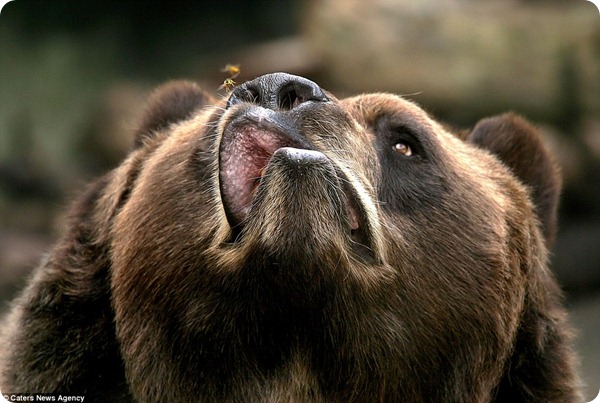 Медведь из зоопарка Буффало пытается отогнать пчелу