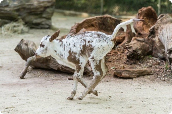 В зоопарке Базеля родился теленок карликового зебу