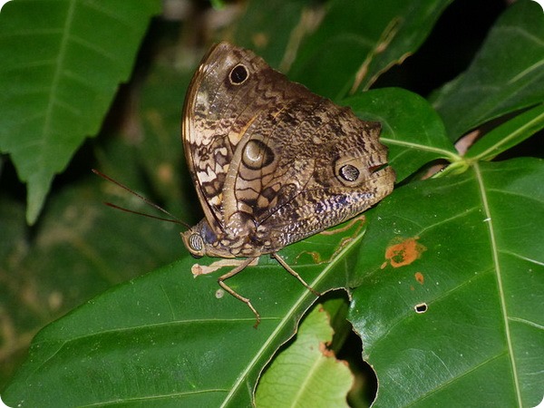 Бабочка-сова Opsiphanes cassiae
