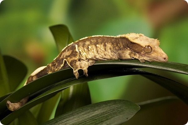 Новокаледонский реснитчатый геккон (лат. Correlophus ciliatus)