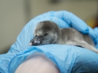 Зоопарк Коламбуса представил птенцов пингвина Гумбольдта
