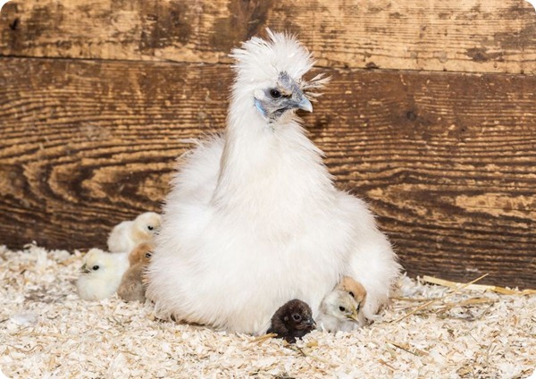 В зоопарке Базеля вылупились цыплята шелковой курицы