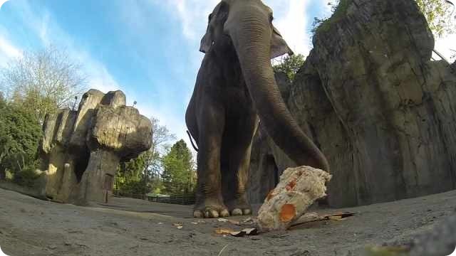 Слону Паки из зоопарка Орегона исполнилось 52 года!