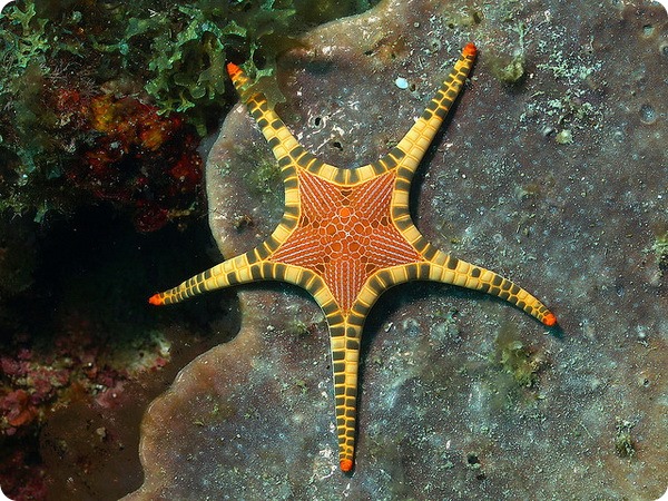 Сдвоенная морская звезда (лат. Iconaster longimanus)