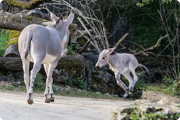 Зоопарк Базеля представил детеныша сомалийского осла