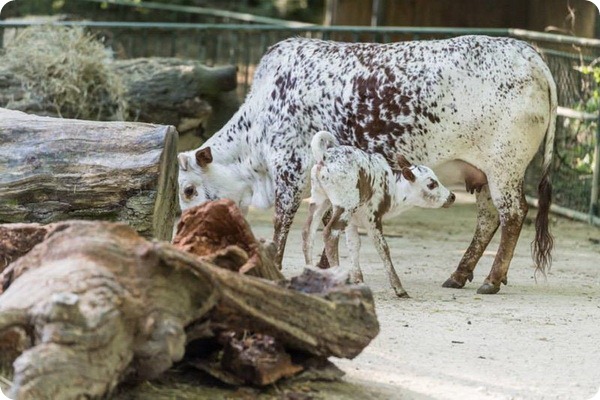 В зоопарке Базеля родился теленок карликового зебу