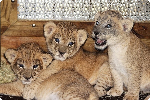 Зоопарк Майами представил сразу четырех львят 