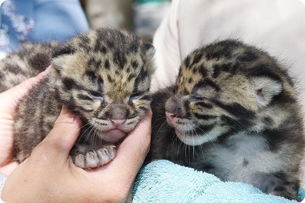 Зоопарк Майами представил детенышей дымчатого леопарда