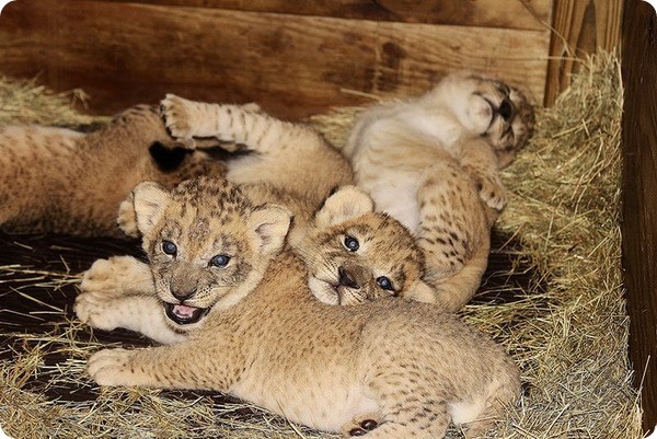 Зоопарк Майами представил сразу четырех львят 