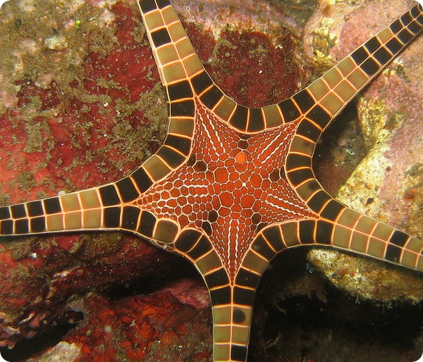 Сдвоенная морская звезда (лат. Iconaster longimanus)