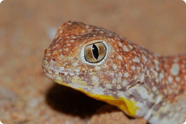 Южноафриканский лающий геккон (лат. Ptenopus garrulus)
