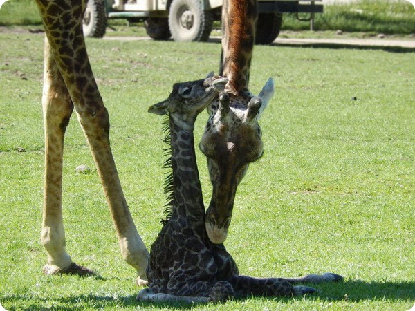 Детеныш масайского жирафа из заповедника Сафари-Запад