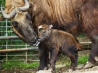 Новорожденный детеныш такина из зоопарка Праги