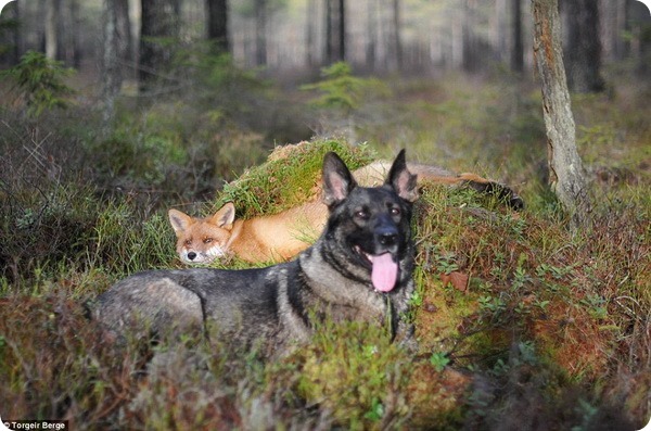 Дружба между собакой и лисой