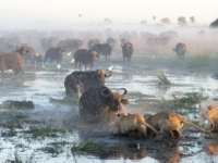 Схватка между львами и буйволами в Ботсване
