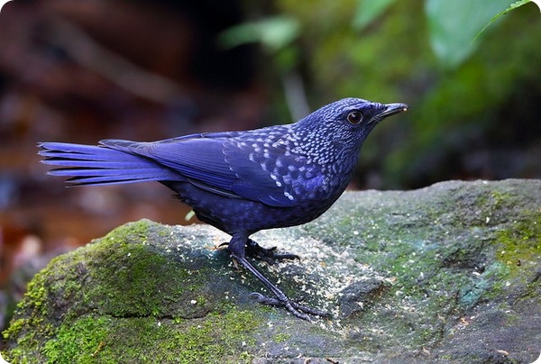 Синяя птица (лат. Myophonus caeruleus)
