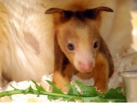 Детеныш древесного кенгуру Матши из зоопарка США