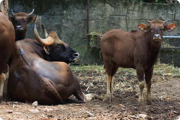 Зоопарк «Zoo Negara» 