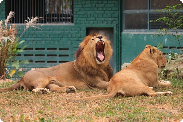 Зоопарк «Zoo Negara» 