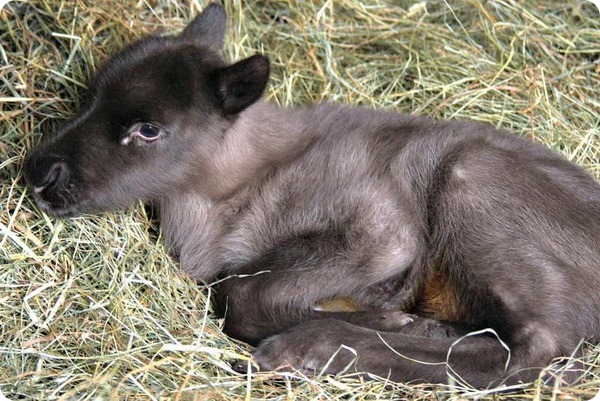 В зоопарке Стон родился детеныш северного оленя – ZooPicture.ru
