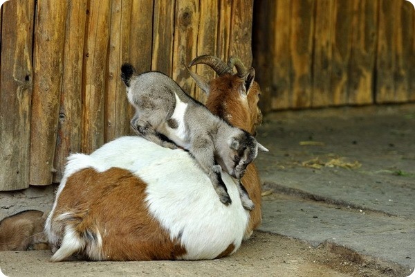 В зоопарке Крефельд на свет появилось 11 козлят