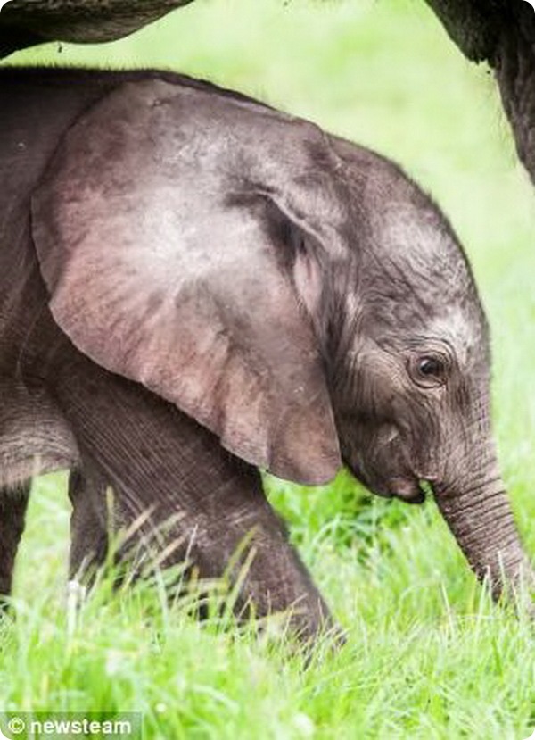В сафари-парке Англии родился первый слоненок
