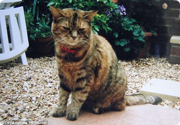 Поппи – самая старая кошка в мире