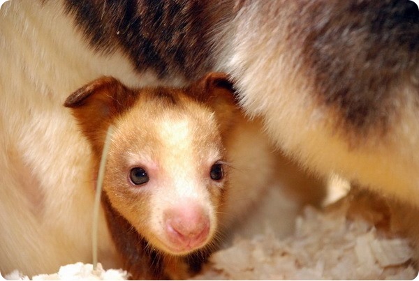 Детеныш древесного кенгуру Матши из зоопарка США
