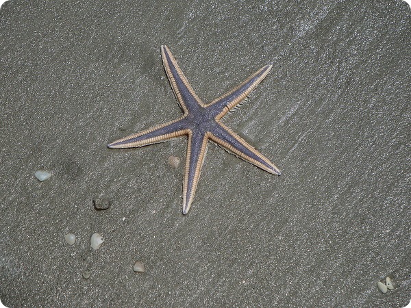 Королевская морская звезда (лат. Astropecten articulatus)