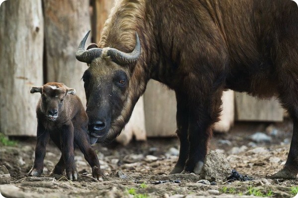 Новорожденный детеныш такина из зоопарка Праги