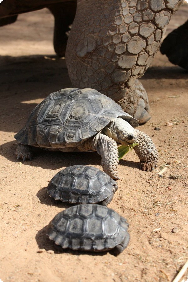 Новые галапагосские черепахи из зоопарка Таронга