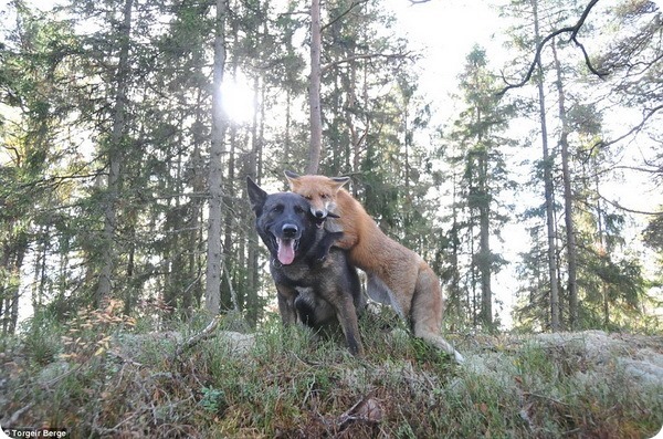 Дружба между собакой и лисой