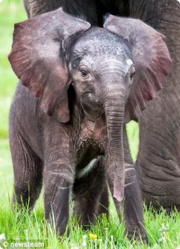 В сафари-парке Англии родился первый слоненок