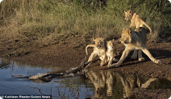 Неожиданная встреча львят с крокодилом в Южной Африке